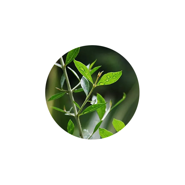 100g Sojat Naru Henna Blend