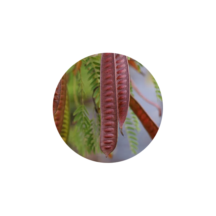 Katha Acacia Catechu Powder