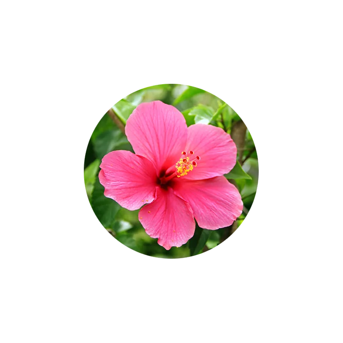 Hibiscus Powder