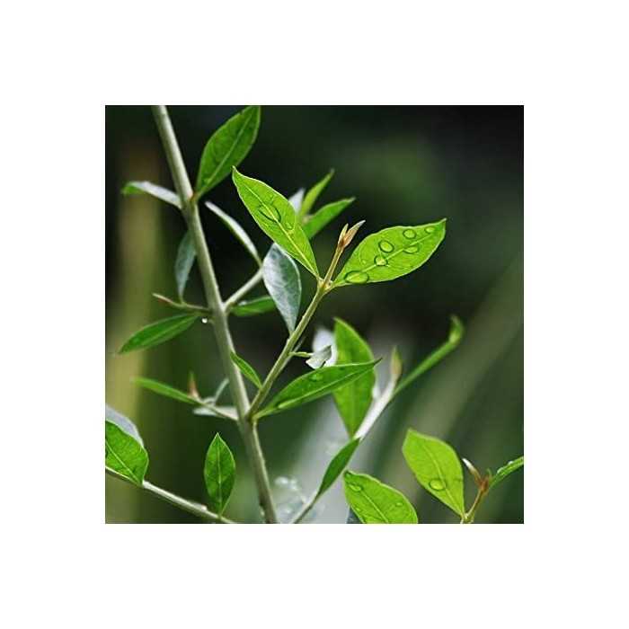 Jamila Henna for Practise use